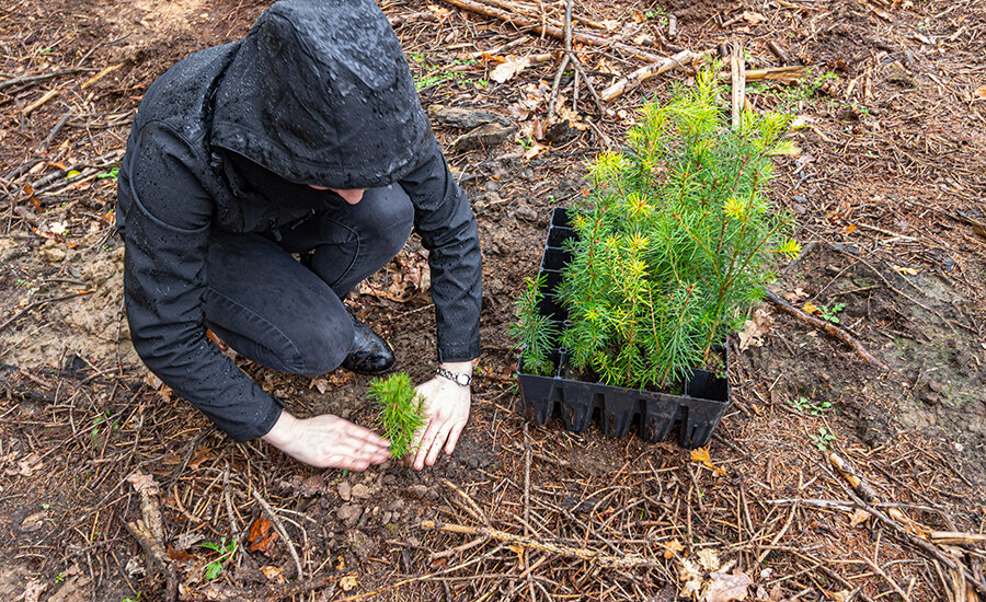 Empleado de GOLLMANN plantando un árbol